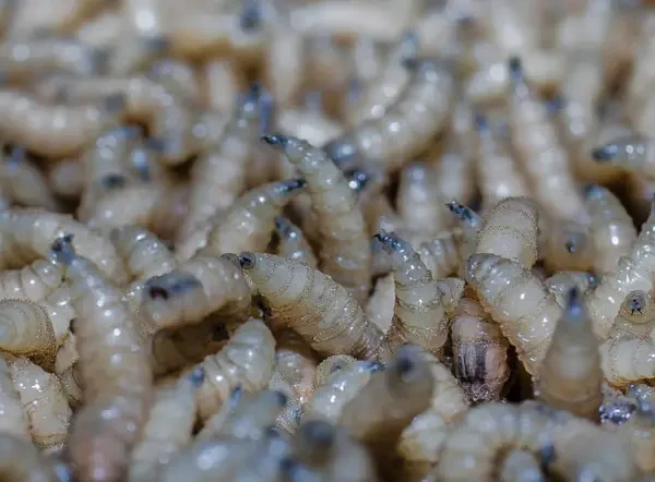 Honduras registra primer fallecimiento humano por Gusano Barrenador en 2026