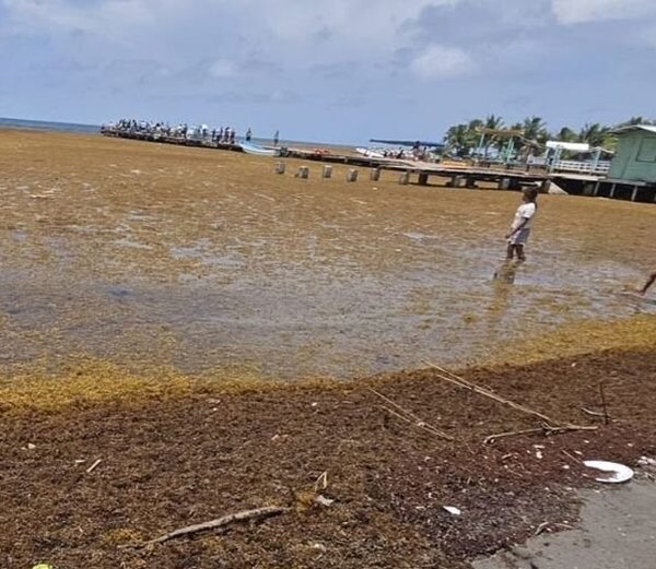 Sargazo invade las playas de Omoa y pone en alerta al sector turístico de Cortés